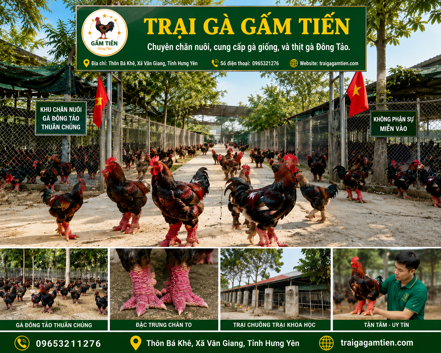 Mua Bán Gà Đông Tảo Uy Tín – Giá Chuẩn, Giống Thật 2026